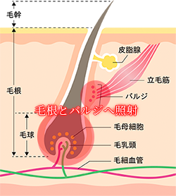 SHR方式